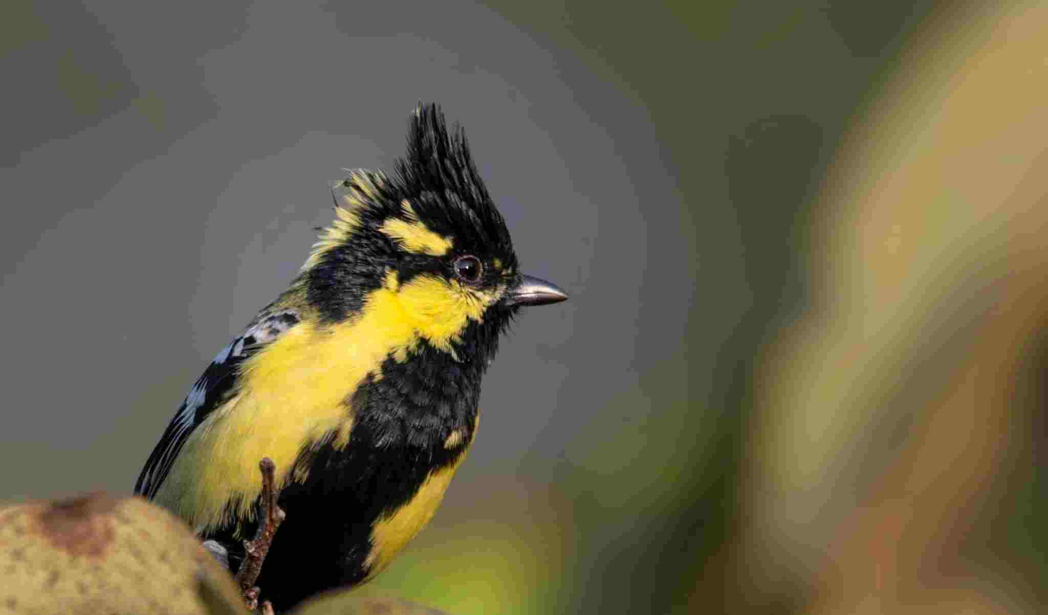 Himalayan black-Lored Tit